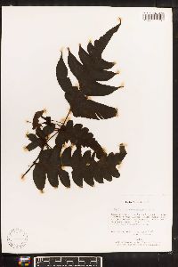 Diplazium macrophyllum image