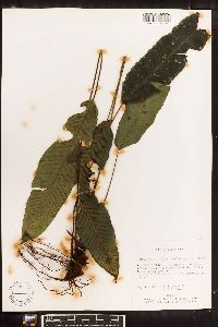 Diplazium plantaginifolium image