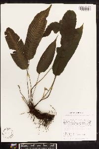 Diplazium plantaginifolium image