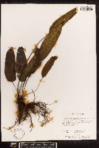 Diplazium plantaginifolium image