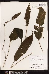 Diplazium plantaginifolium image