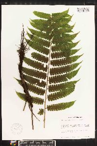 Diplazium striatastrum image