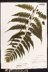 Diplazium subsilvaticum image