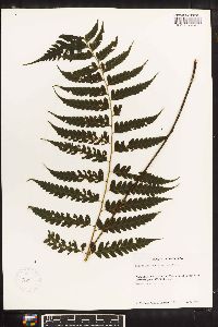 Diplazium subsilvaticum image