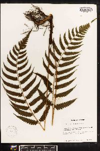 Diplazium subsilvaticum image