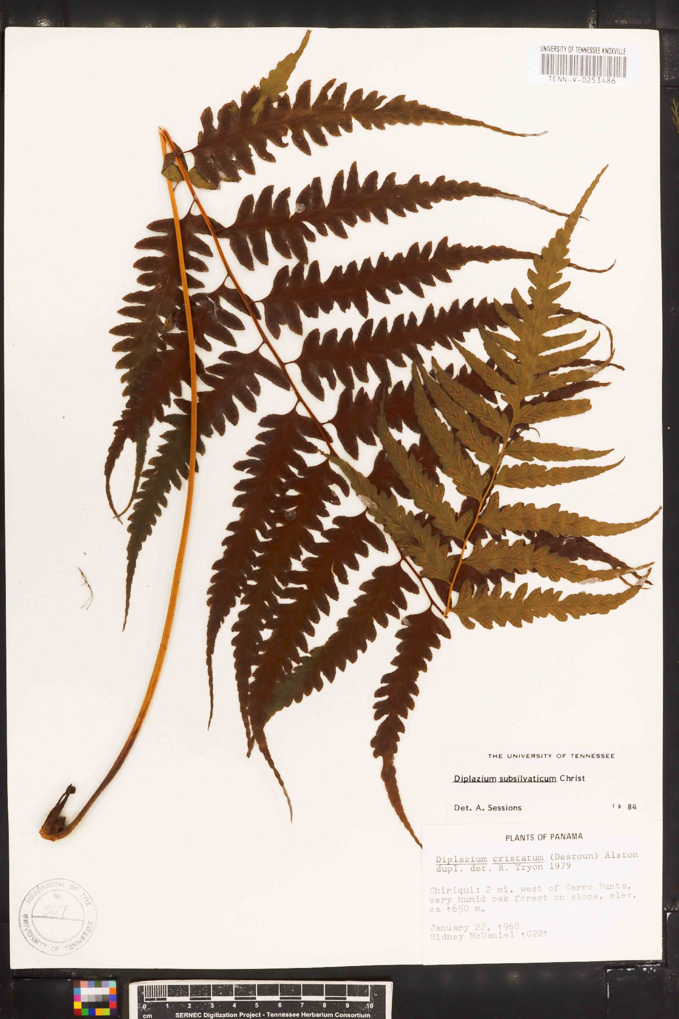 Diplazium subsilvaticum image