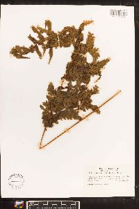 Diplazium subsilvaticum image