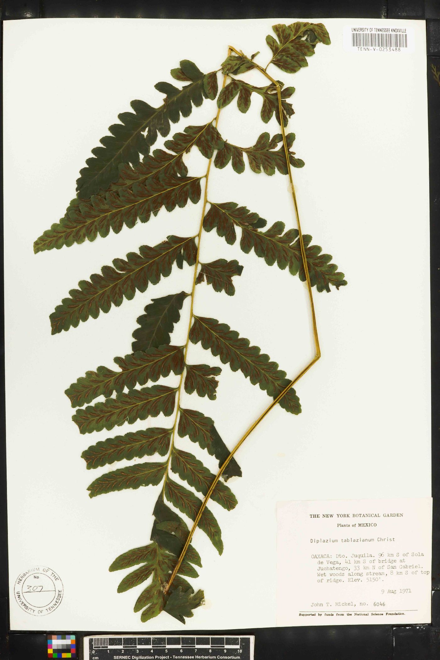 Diplazium tablazianum image