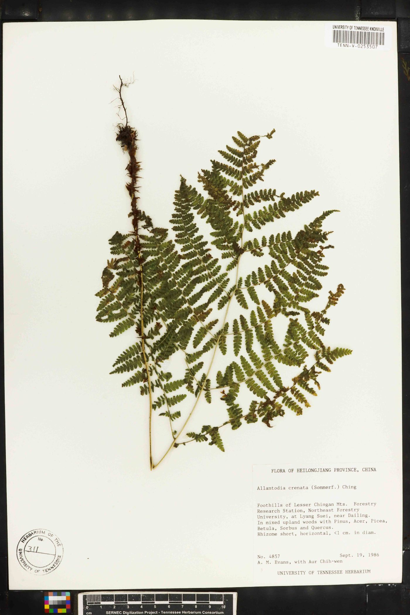 Diplazium sibiricum image
