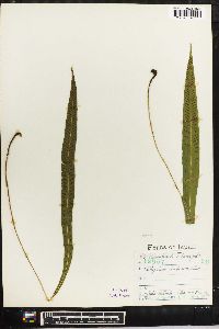 Deparia lancea image