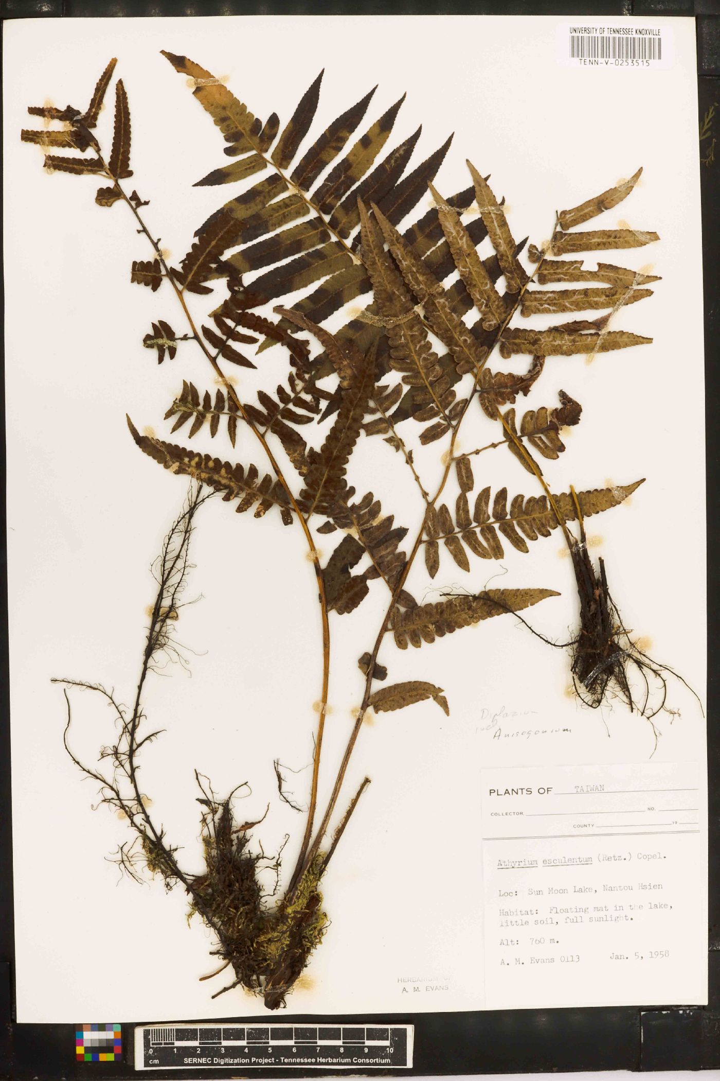 Diplazium esculentum image