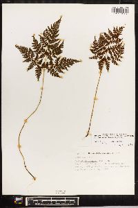 Cystopteris montana image