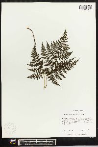 Cystopteris montana image