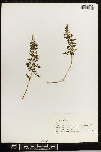 Cystopteris regia image