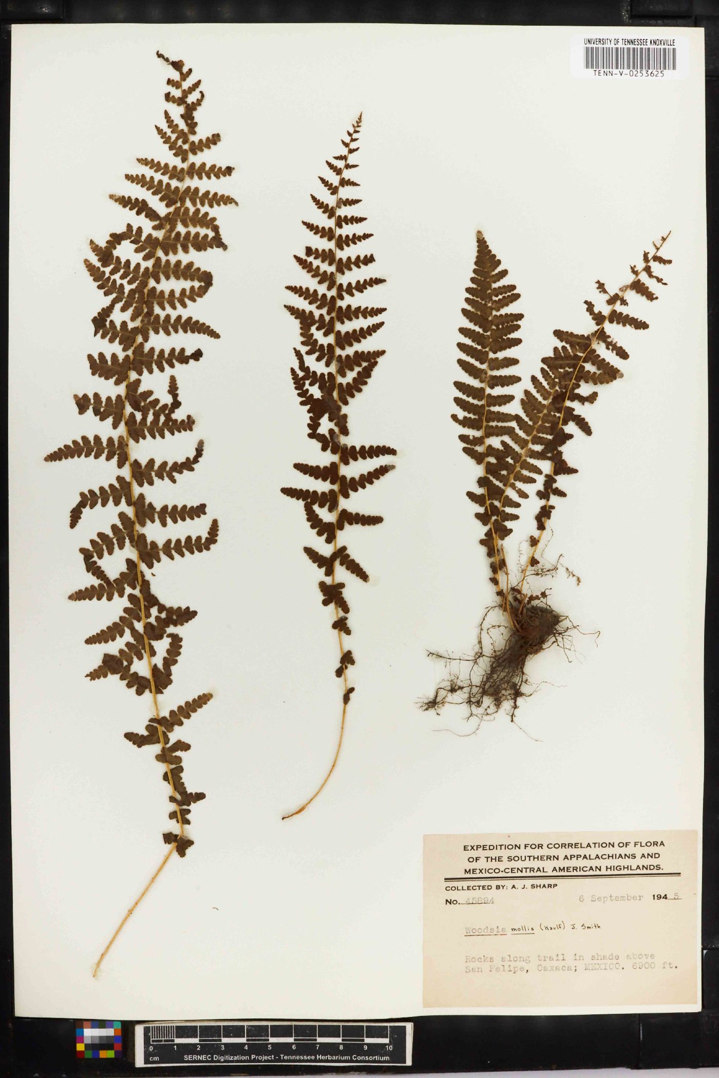 Woodsia mollis image