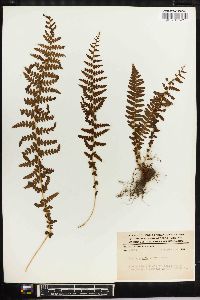 Woodsia mollis image