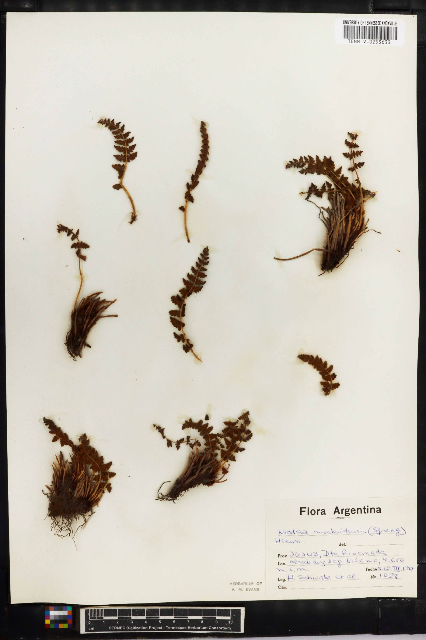 Woodsia montevidensis image