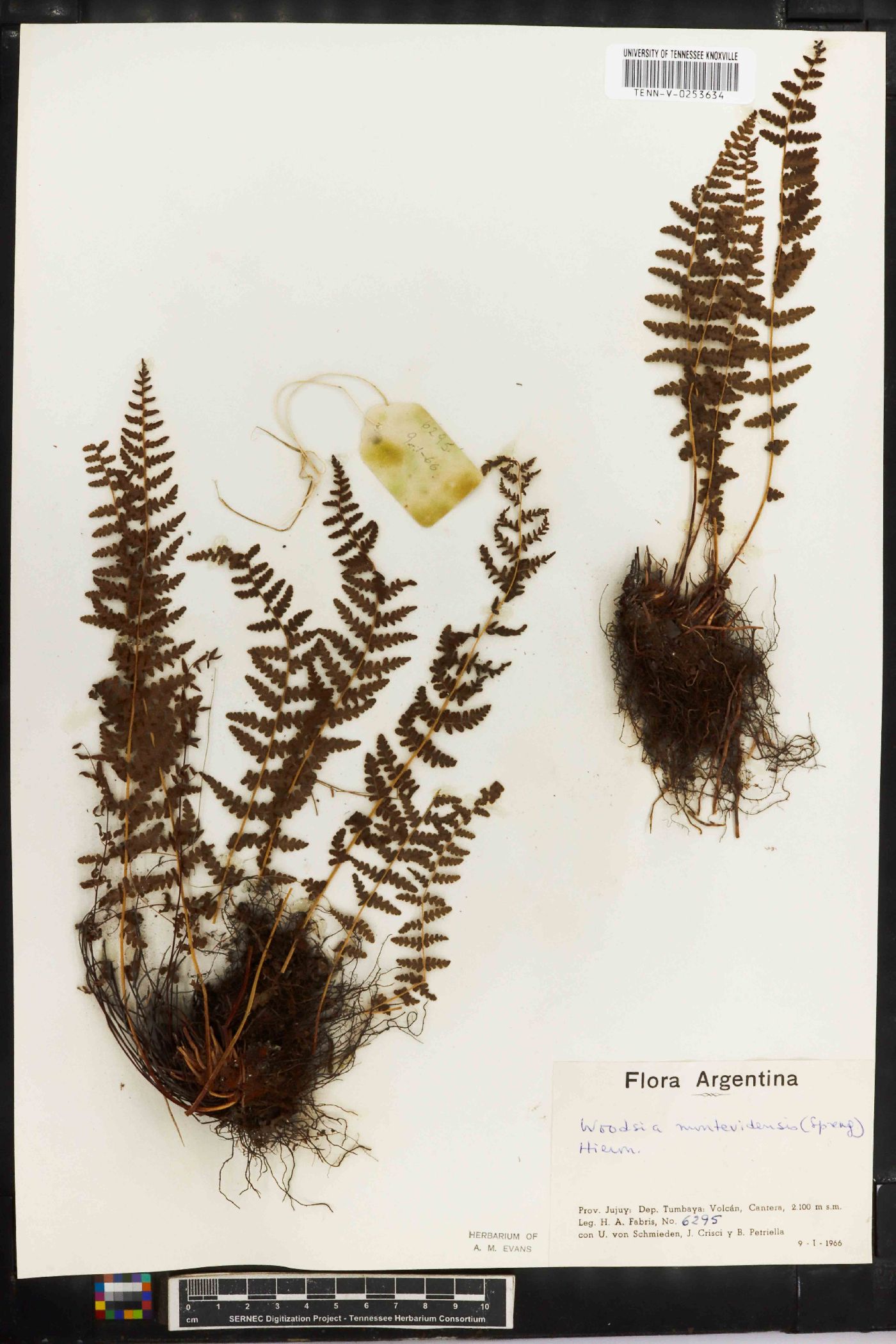 Woodsia montevidensis image