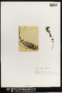 Woodsia alpina image