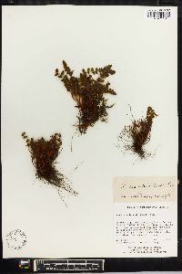 Woodsia andersonii image