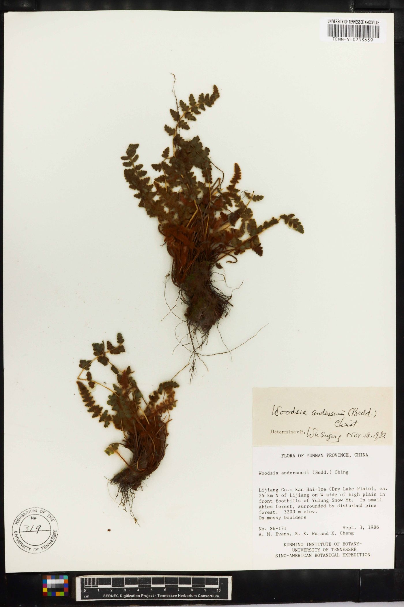 Woodsia andersonii image