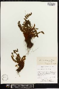 Woodsia andersonii image