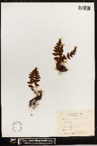 Woodsia macrochlaena image