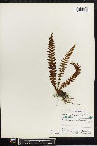 Woodsia manchuriensis image