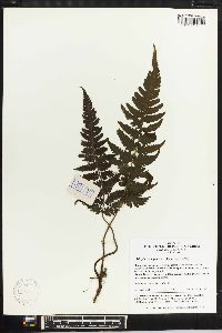 Deparia japonica image