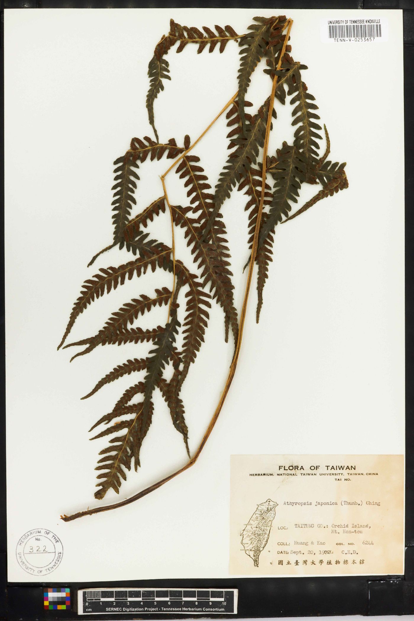 Deparia japonica image