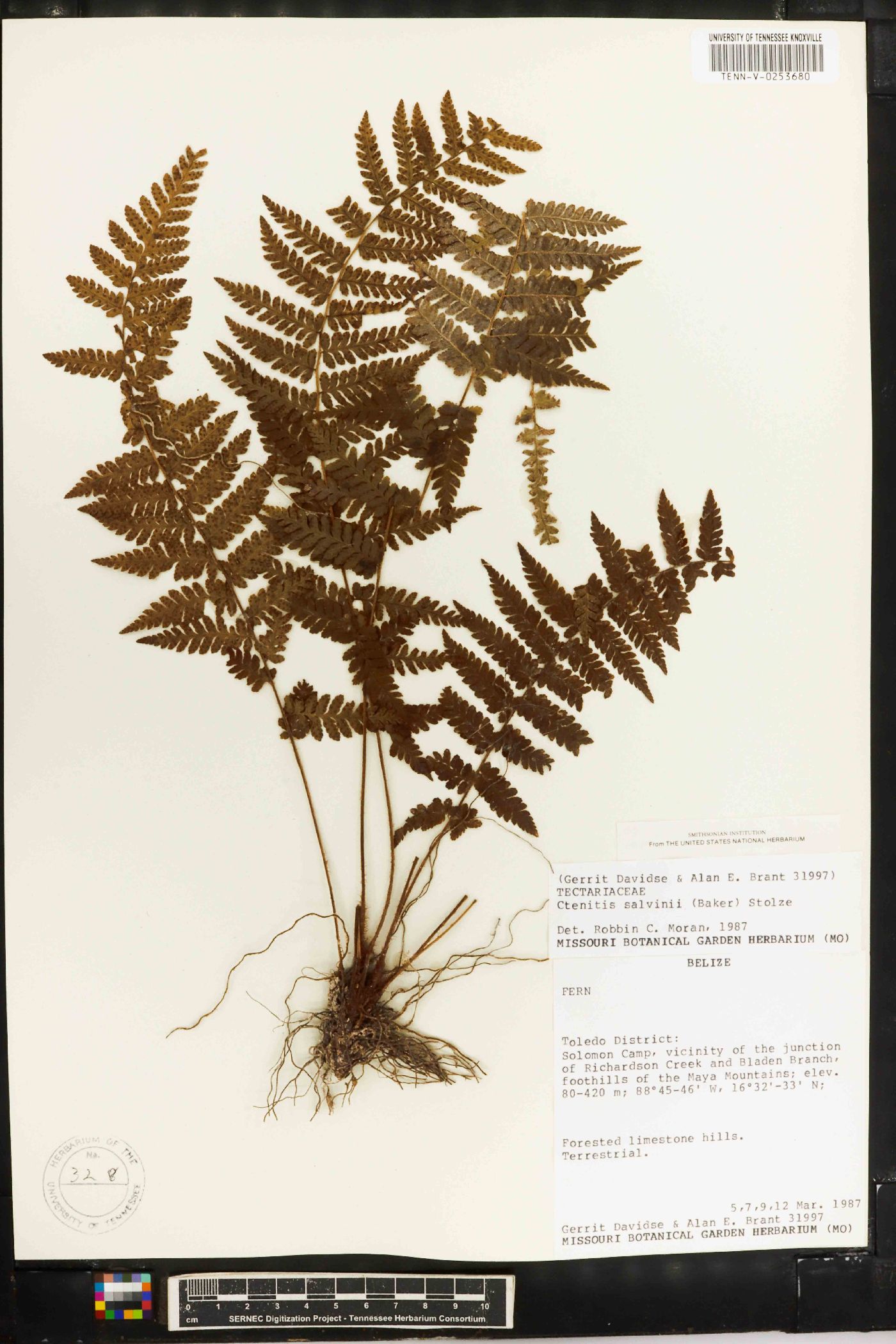 Ctenitis salvinii image