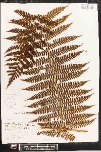 Megalastrum villosum image