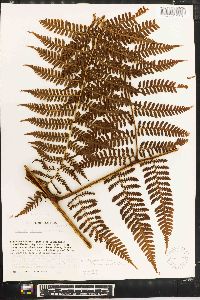 Megalastrum villosum image