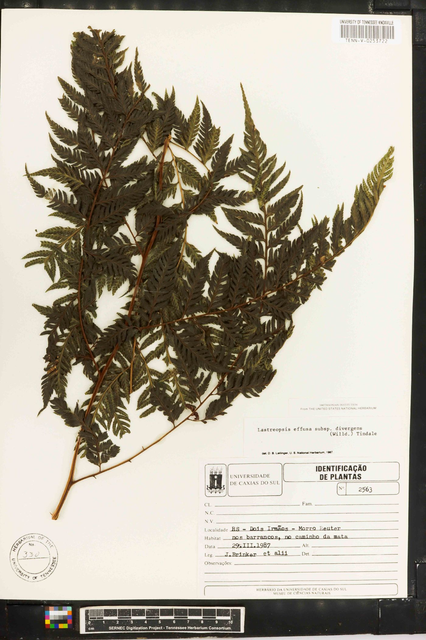 Lastreopsis effusa subsp. divergens image