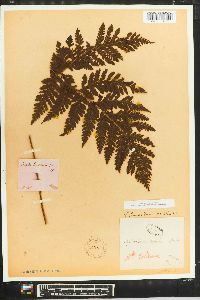 Lastreopsis tenera image