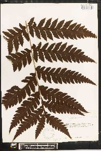 Tectaria apiifolia image
