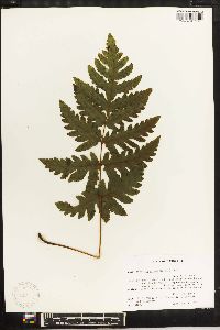 Tectaria cicutaria image