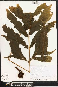 Tectaria incisa image