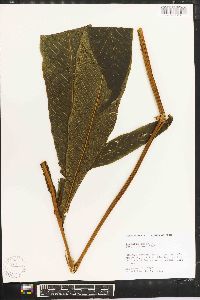 Tectaria incisa image