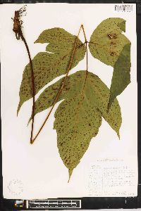 Tectaria trifoliata image