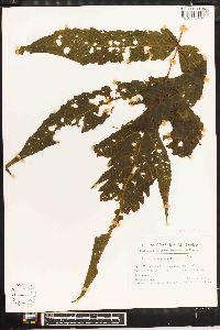 Tectaria trifoliata image