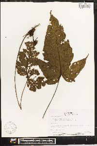 Tectaria trifoliata image