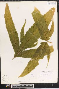 Tectaria trifoliata image