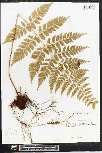 Polystichum christianae image