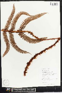 Polystichum distans image