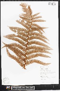 Polystichum distans image