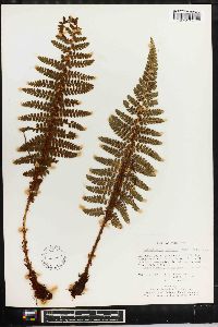 Polystichum distans image