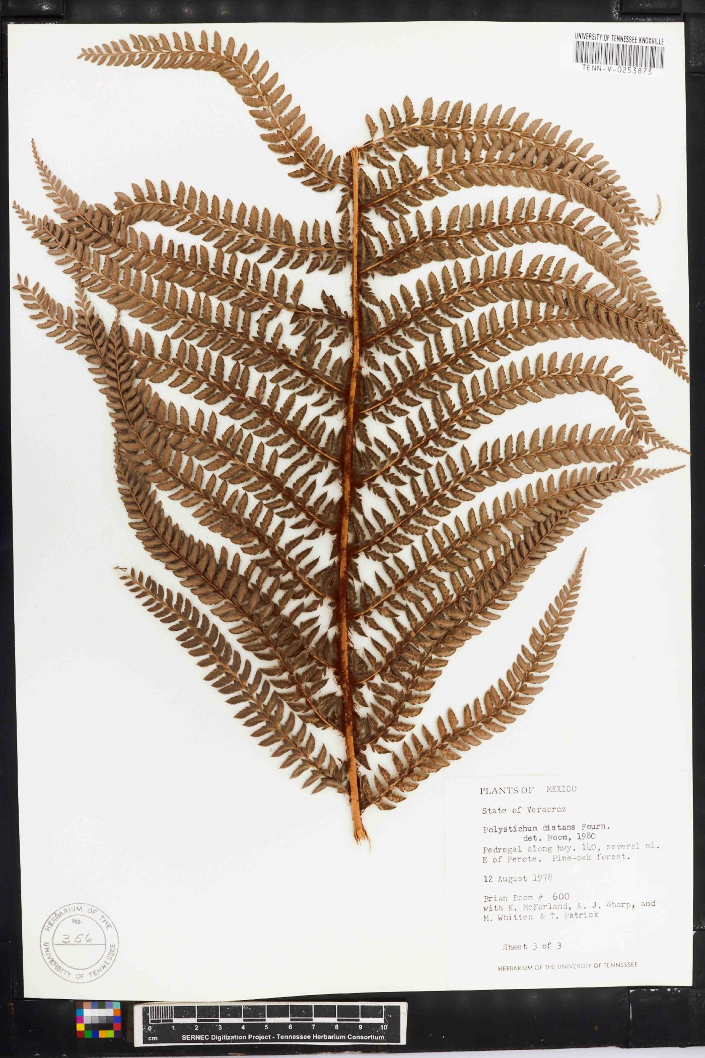 Polystichum distans image