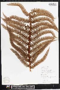 Polystichum distans image