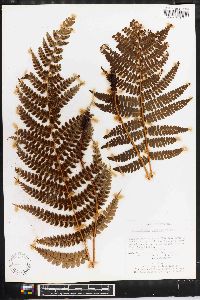 Polystichum distans image